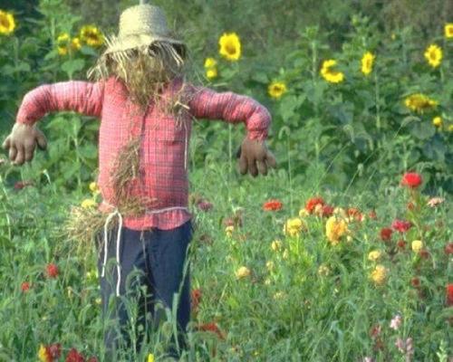 Чучело в огороде картинки. Секрет эффективного пугала