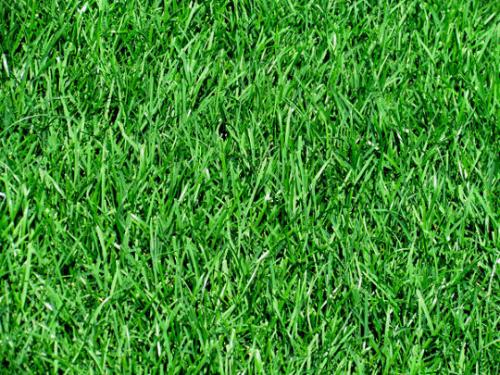 Газон рулонный состав. Что нужно для выращивания 16