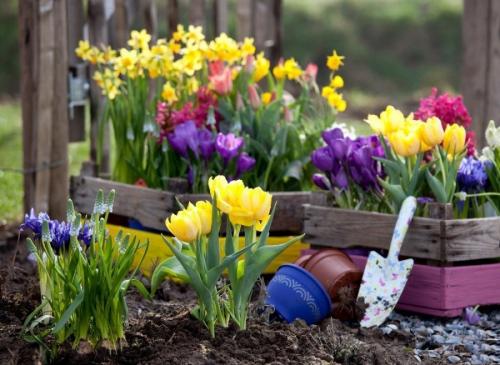 Клумбы из многолетних цветов дизайн садовых клумб. Клумбы из многолетников: правила и особенности выращивания для новичков (85 фото)