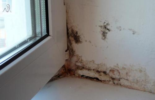 Какие жучки могут завестись в ванной? Белые насекомые в ванной: как от них избавиться 07