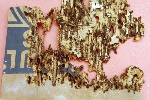 Какие жучки могут завестись в ванной? Белые насекомые в ванной: как от них избавиться 06