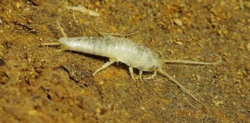 Какие жучки могут завестись в ванной? Белые насекомые в ванной: как от них избавиться 04