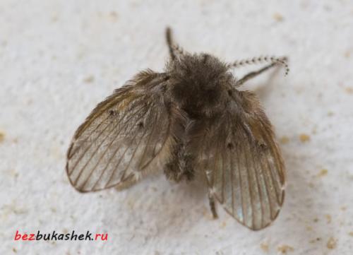 Какие жучки могут завестись в ванной? Белые насекомые в ванной: как от них избавиться 10