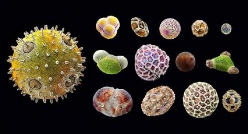 Увлажнитель воздуха аллергия на пыль. Влажность воздуха при аллергии