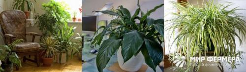 Тенелюбивые комнатные растения