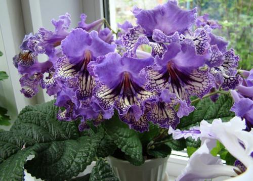 Самые красивые цветущие комнатные цветы. Самые красивые комнатные растения: фото и названия