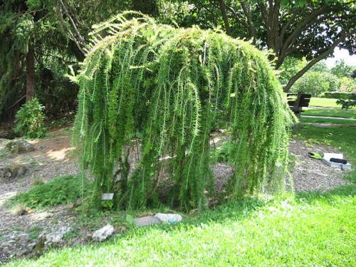 Цветущие комнатные цветы зимой. 34 Цветущие комнатные цветы зимой. 34