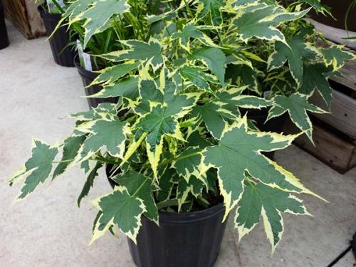 Самые красивые цветущие комнатные цветы. Самые красивые комнатные растения: фото и названия