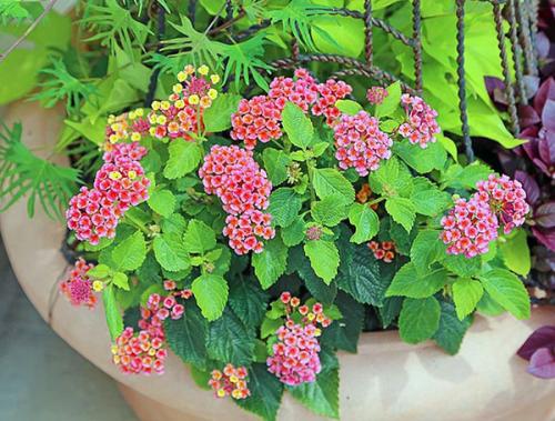 Самые красивые цветущие комнатные цветы. Самые красивые комнатные растения: фото и названия