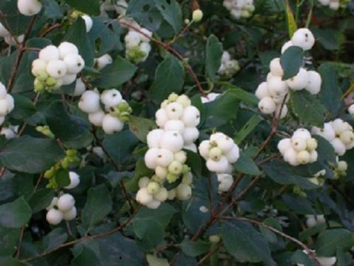 Цветущие комнатные цветы зимой. 26 Цветущие комнатные цветы зимой. 26