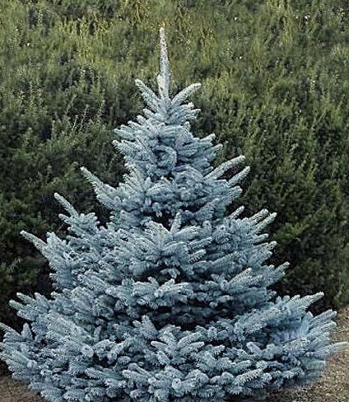 Цветущие комнатные цветы зимой. 33 Цветущие комнатные цветы зимой. 33