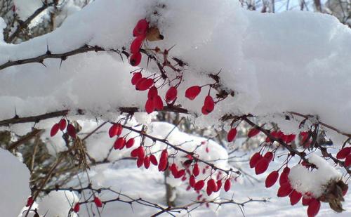 Цветущие комнатные цветы зимой. 27 Цветущие комнатные цветы зимой. 27