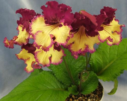 Самые красивые цветущие комнатные цветы. Самые красивые комнатные растения: фото и названия