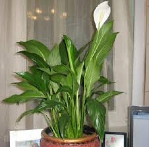 Цветы привлекающие мужчин в дом. Цветы, привлекающие деньги и благополучие 02