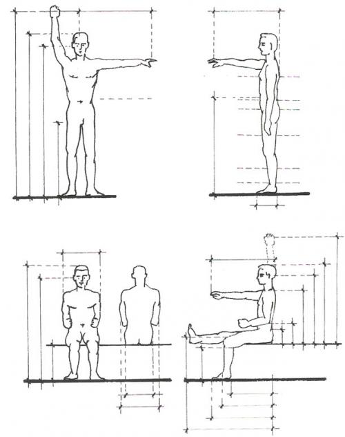 Эргономика помещений. Антропометрия и эргономика в интерьере – незаменимые помощники в вопросах организации пространства