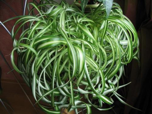 Цветы привлекающие мужчин в дом. Цветы, привлекающие деньги и благополучие 09