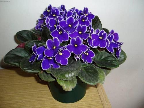 Цветы привлекающие мужчин в дом. Цветы, привлекающие деньги и благополучие 03