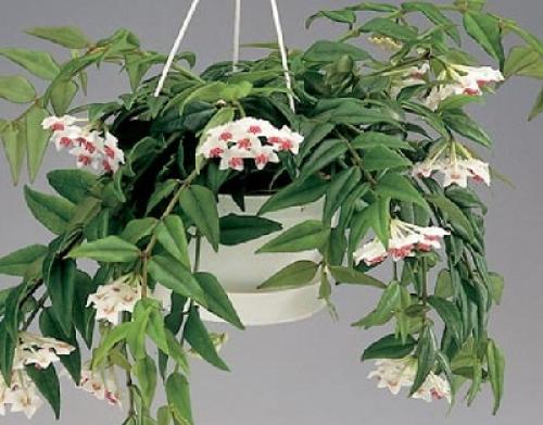 Цветы привлекающие мужчин в дом. Цветы, привлекающие деньги и благополучие 05