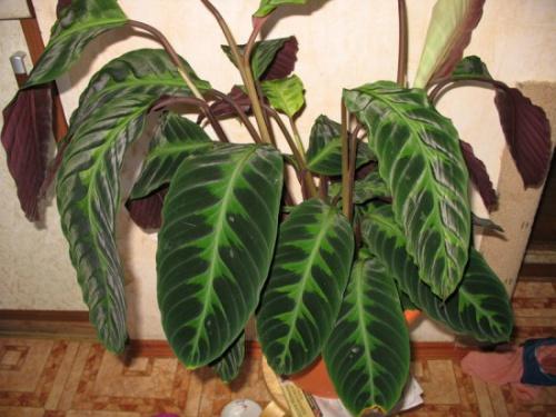 Цветы привлекающие мужчин в дом. Цветы, привлекающие деньги и благополучие 08