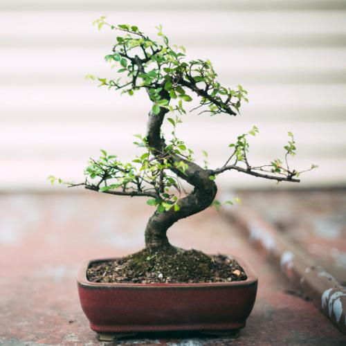 Какой цветок подарить мужчине в горшке. Какие цветы в горшках подарить мужчине?