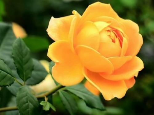 Стандартная ширина обоев для стен. Ширина рулона обоев 05 Стандартная ширина обоев для стен. Ширина рулона обоев 05