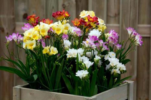 Комнатные растения с большими листьями. Луковичные комнатные растения фото и названия