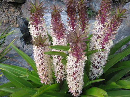 Комнатные растения с большими листьями. Луковичные комнатные растения фото и названия