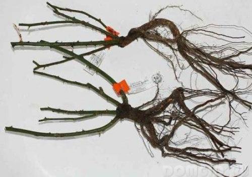 Какие кустарники сажать осенью. Посадка декоративных кустарников осенью 01 Какие кустарники сажать осенью. Посадка декоративных кустарников осенью 01