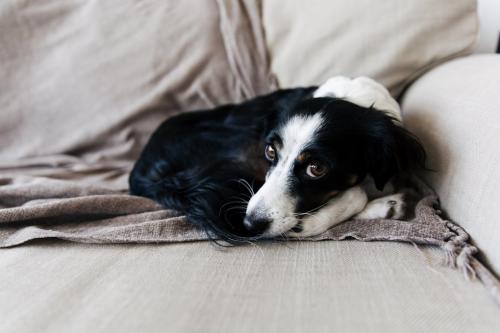 Компактная студия с гамаком и панорамным остеклением для молодой пары 15