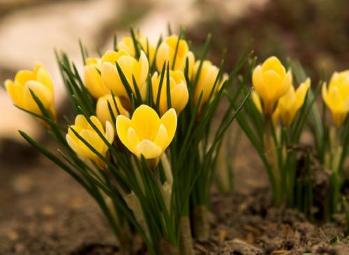 Какие кустарники сажать осенью. Посадка декоративных кустарников осенью 03