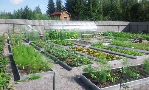 Как сделать грядки без досок. Как сделать грядки на огороде без досок?