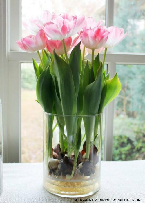 Тюльпан в домашних условиях. Как выращивать тюльпаны в домашних условиях? 11
