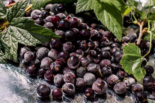 Замороженные ягоды срок хранения. Способы, как хранить в морозилке?