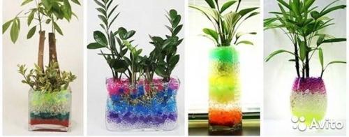 Тюльпаны в гидрогеле. Выращивание тюльпанов в домашних условиях: советы и правила