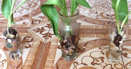 Как вырастить тюльпаны дома без земли. 