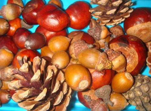 Поделки из природного материала. Природный материал для поделок: что собирать