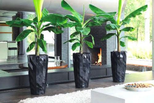 Зонирование комнатными растениями. Как зонировать комнату с помощью растений