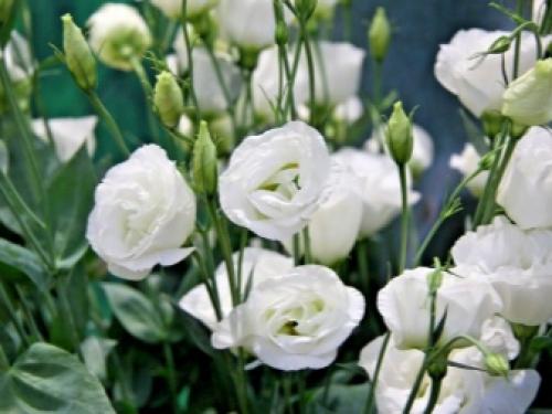 Эустома зимой в домашних условиях. Описание эустомы 09