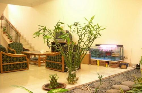 Комнатные растения в интерьере дома. Растения в современном интерьере: композиционные группы 02 Комнатные растения в интерьере дома. Растения в современном интерьере: композиционные группы 02