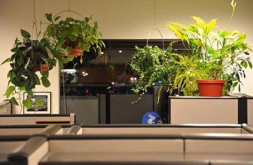 Комнатные растения в интерьере дома. Растения в современном интерьере: композиционные группы 01 Комнатные растения в интерьере дома. Растения в современном интерьере: композиционные группы 01