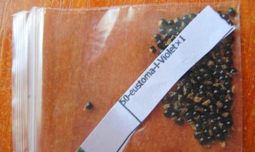 Эустома золушка. Выращивание Лизиантуса из семян