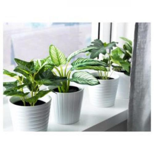 Комнатные растения в интерьере дома. Растения в современном интерьере: композиционные группы 07 Комнатные растения в интерьере дома. Растения в современном интерьере: композиционные группы 07