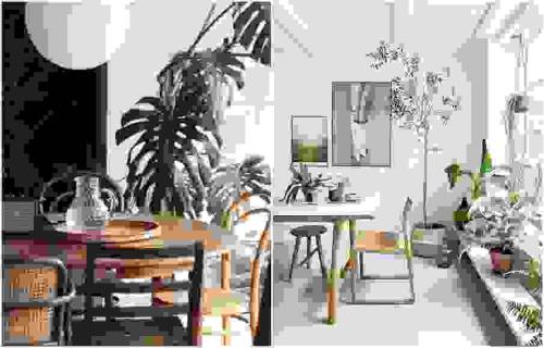 Комнатные растения в интерьере дома. Растения в современном интерьере: композиционные группы 21 Комнатные растения в интерьере дома. Растения в современном интерьере: композиционные группы 21