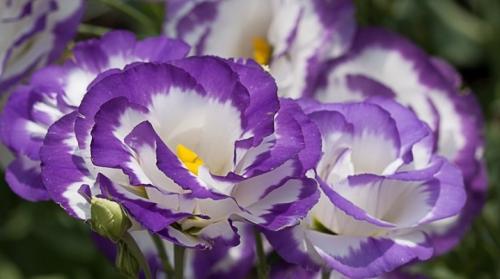 Эустома великолепная. Эустома многолетняя: описание, посадка и уход