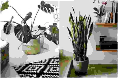 Комнатные растения в интерьере дома. Растения в современном интерьере: композиционные группы 19 Комнатные растения в интерьере дома. Растения в современном интерьере: композиционные группы 19