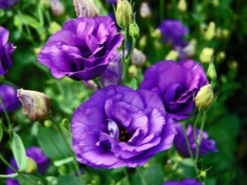 Эустома зимой в домашних условиях. Описание эустомы 08