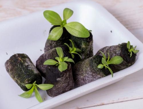 Эустома золушка. Выращивание Лизиантуса из семян