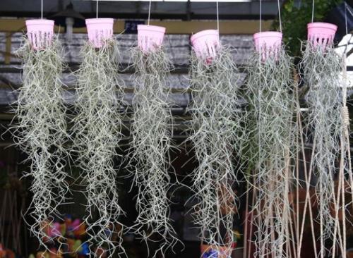 Зонирование комнатными растениями. Как зонировать комнату с помощью растений