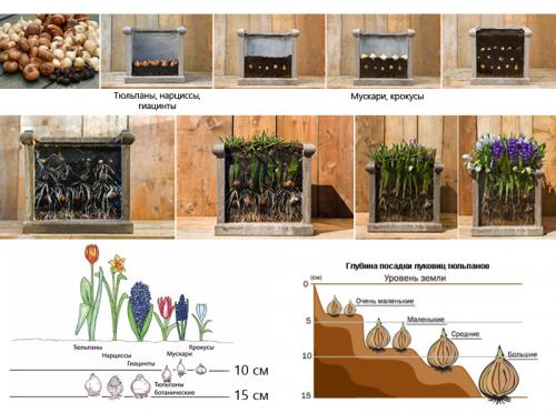 Тюльпаны в горшке уход. Волшебная клумба на подоконнике: как посадить и вырастить тюльпаны в домашних условиях
