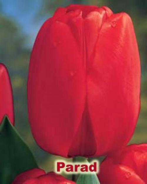 Как вырастить тюльпан в горшке дома. Как посадить тюльпаны в домашних условиях?